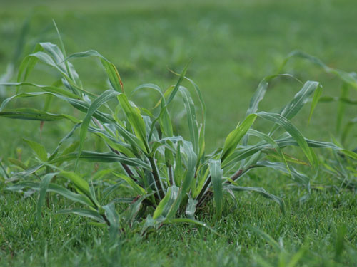  large crabgrass1.jpg 