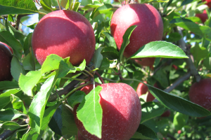 Northwest Michigan apple maturity report – September 7 2022