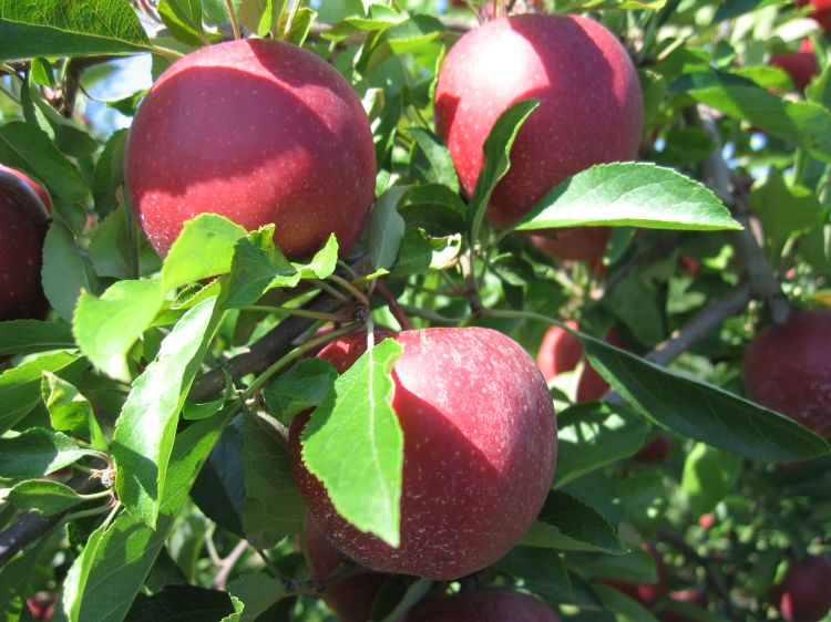 Fresh Small Gala Apples, Each  Central Market - Really Into Food