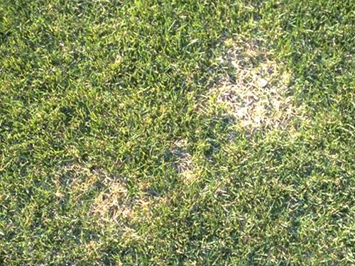 Patches of brown grass from Sod Webworm damage 
