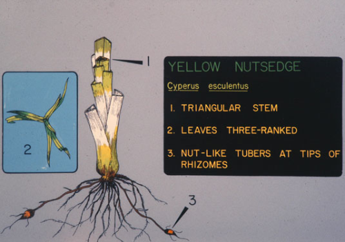  Yellow Nutsedge9.jpg 