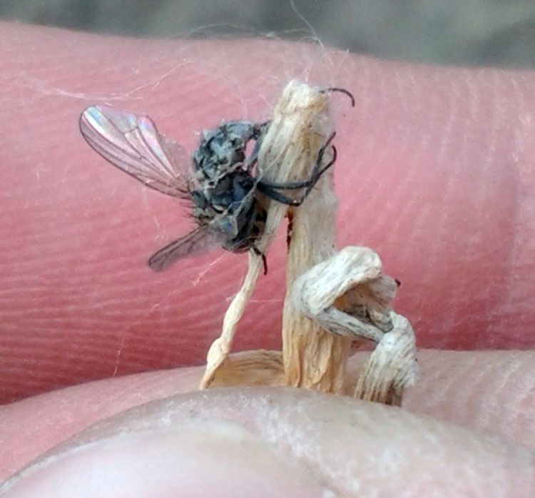 This root maggot fly in a Bay area onion patch is being used as a host by a naturally occurring fungus.