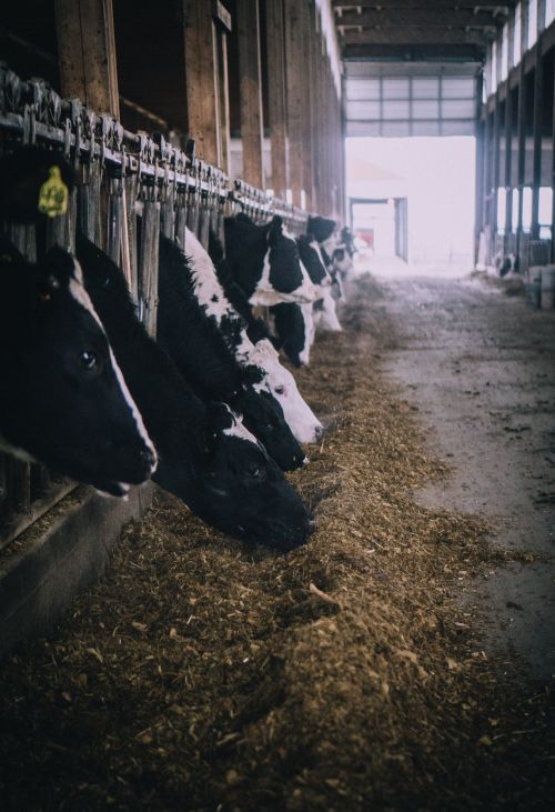 Dairy cows eating from a feed bunker.