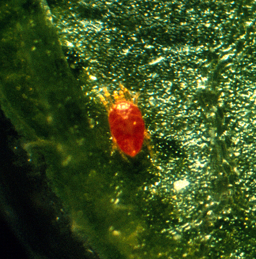 <i>Zetzelli</i>: Adult appears red, rather than yellow after feeding on red mites. 