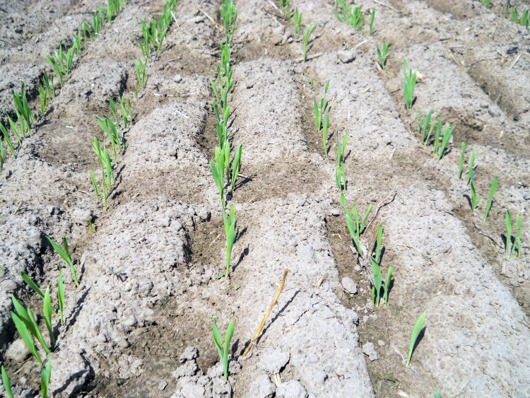 Barley emergence on May 28, 2014. Photo credit: Jim Isleib, MSU Extension