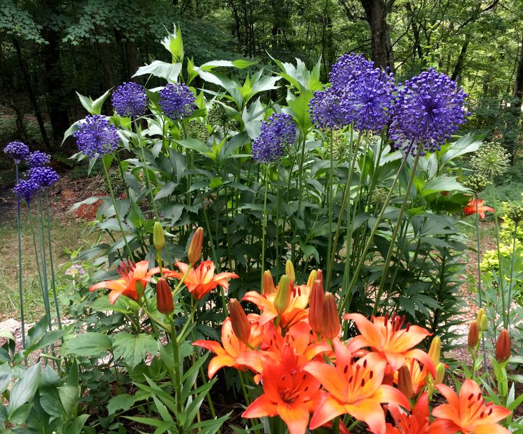 Spray Painting Allium, How to Spray Paint Allium Flowers