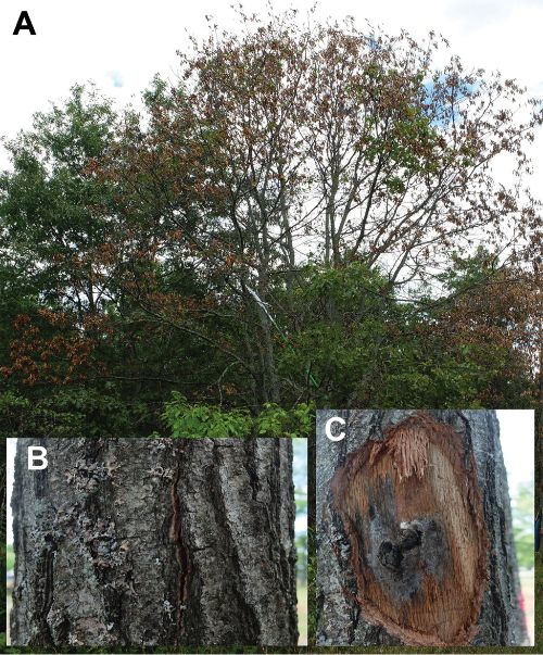 A. Dying red oak B. Crack in bark indicating presence of pressure pad. C. Dark colored sporulating mat and pressure pad. Photo: Monique L. Sakalidis, Michigan State University