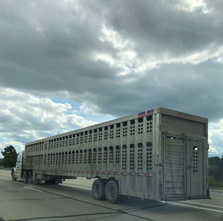 Livestock trailer on road