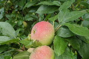 Grand Rapids area tree fruit update – July 27, 2021