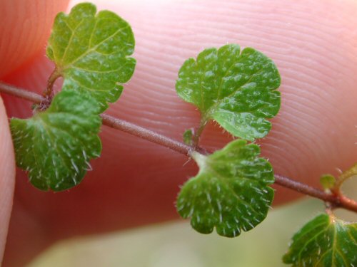  creeping speedwell2.jpg 