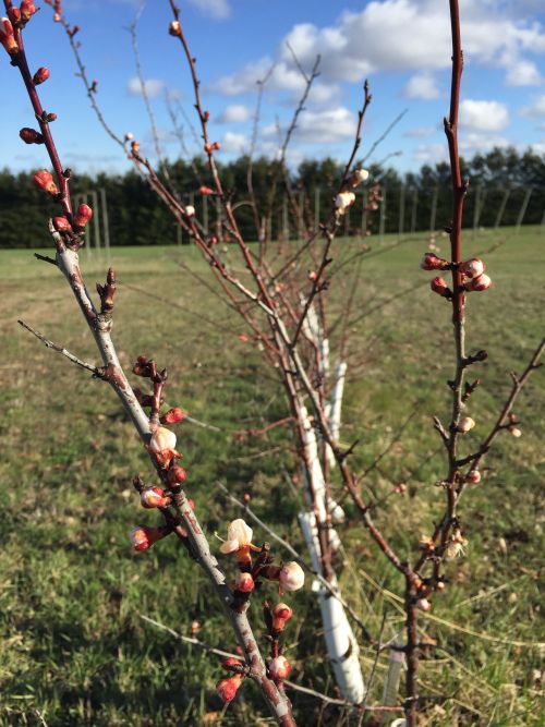 Apricots at popcorn growth stage came through 26 degrees Fahrenheit last week with minor damage to fruit buds.