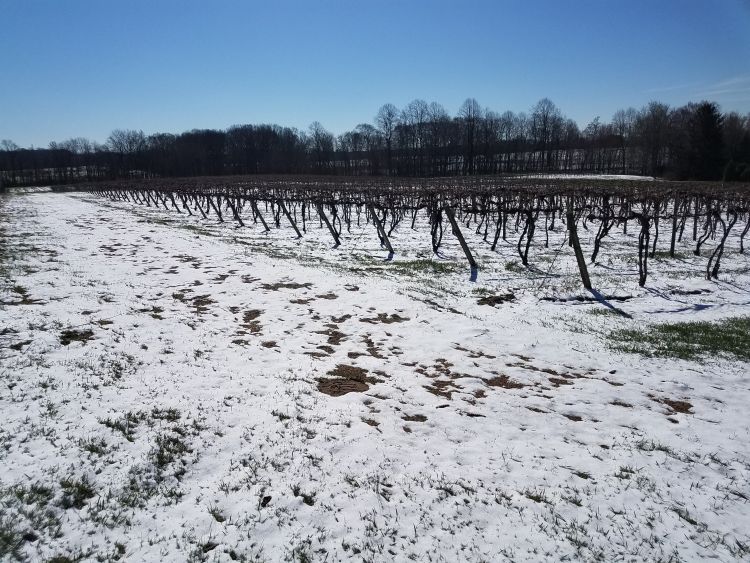 Grape vineyard with snow on the ground.