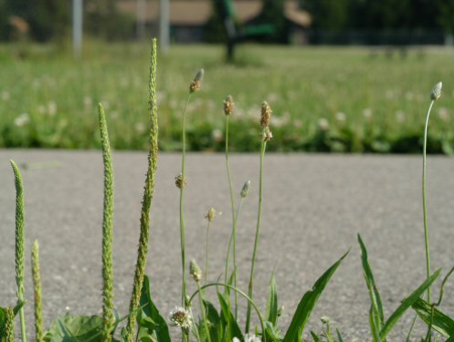 buckhorn plantain5.jpg