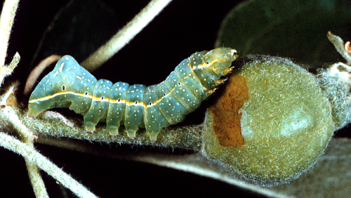 Larva is apple green, often with a milky overcast, and has a pronounced rear hump.