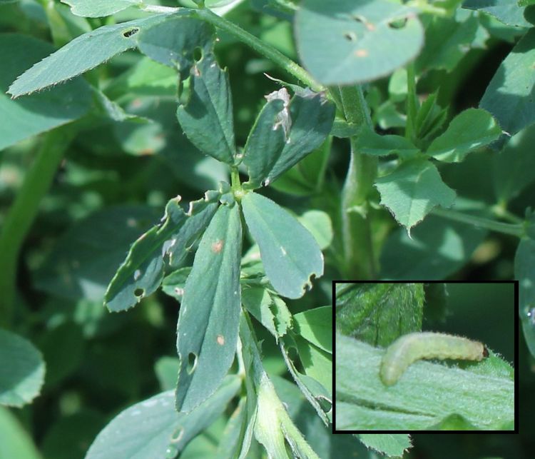 Alfalfa weevil (inset) and the damage from feeding.