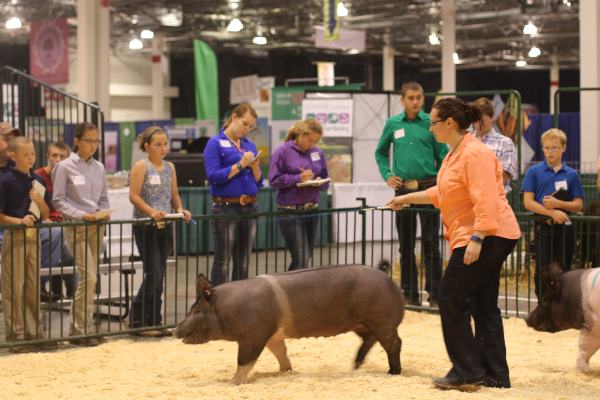 Youth evaluating a market pig