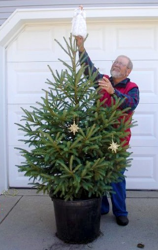 Living Christmas trees: Another real tree option - Christmas Trees