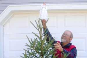 Living Christmas Trees Another Real Tree Option Christmas Trees