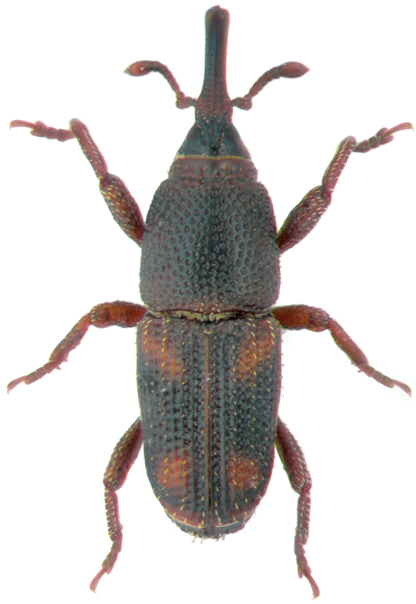 Weevil