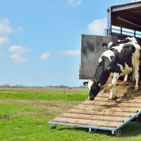 Cattle unloading from a stock trailer.