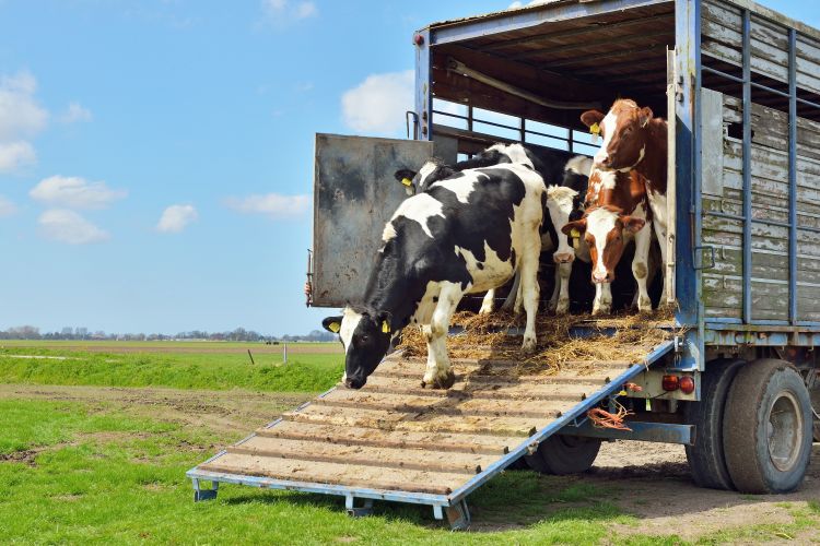Cattle unloading from a stock trailer.