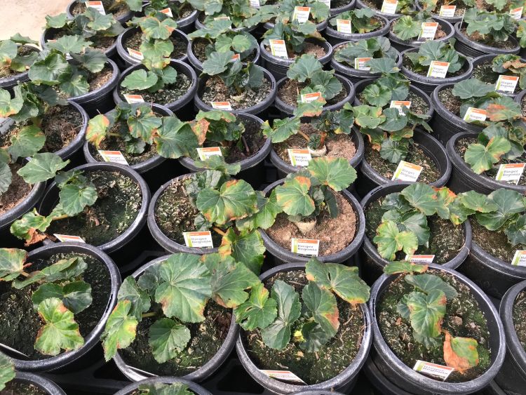 A crop of Rieger begonia infected with Xanthomonas axonopodis pv. begonia. Photo by Heidi Lindberg, MSU Extension.