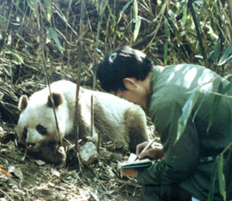 Even the most optimistic scenarios show that bamboo die-offs would effectively cause prime panda habitat to become inhospitable.