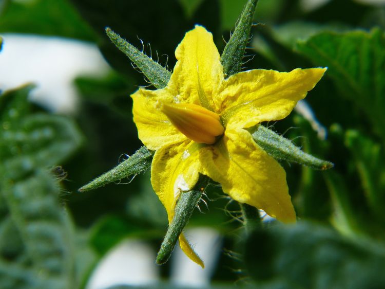 Tomato flower