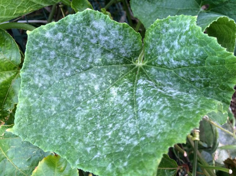 Powdery mildew of cucumber