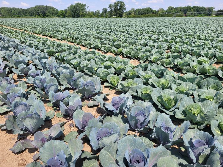 Rows of red and green cabbage growing in a field.