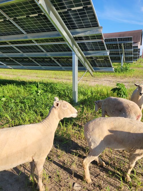 Sheep grazing by a solar panel.