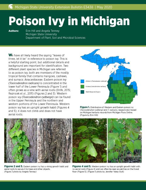 New Free Poison Ivy Bulletin Available For Id Control And More Landscaping