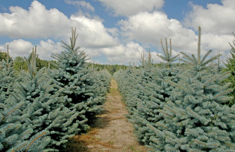 Christmas Tree Research Webinar Series Starts January 30 Christmas Trees