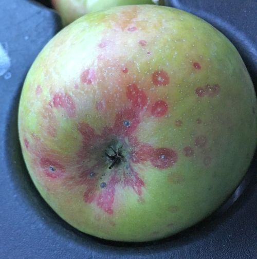 San Jose scale on Honeycrisp