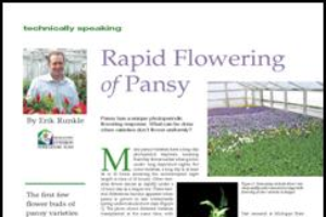 Rapid flowering of pansy