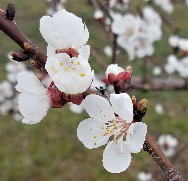 Blooming apricots