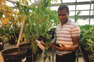 MSU graduate student Eric Owusu Danquah using PhotosynQ technology in an MSU greenhouse.