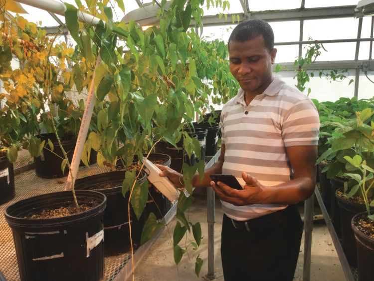 MSU graduate student Eric Owusu Danquah using PhotosynQ technology in an MSU greenhouse.