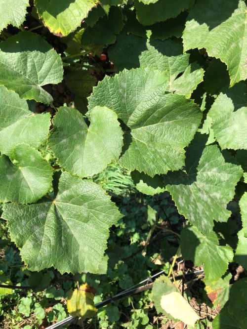 Powdery mildew on grapes