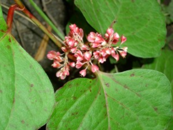 japanese knotweed plant