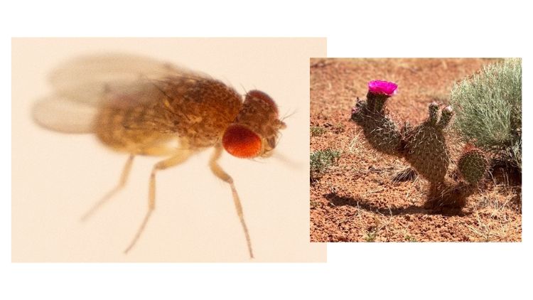 Pictures of the desert fruit fly, Drosophila mojavensis, and one of its host plant species in the deserts, the prickly pear cactus.