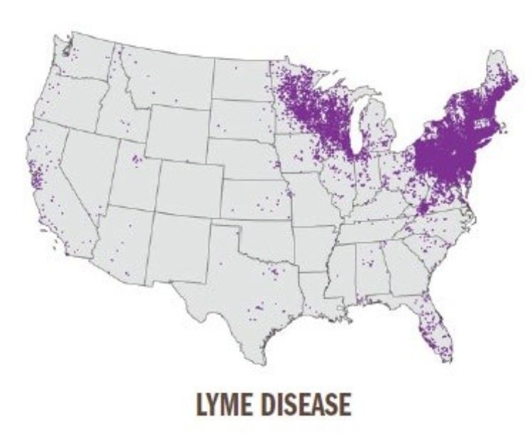 An image of the United States, affected by Lyme disease