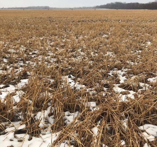 2019 prevent plant field with oat and radish cover crop