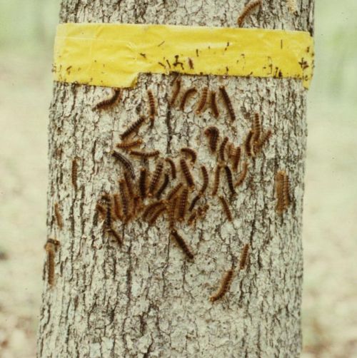 Barrier band for gypsy moth larva control. Photo by Pennsylvania Department of Conservation and Natural Resources - Forestry, Bugwood.org.