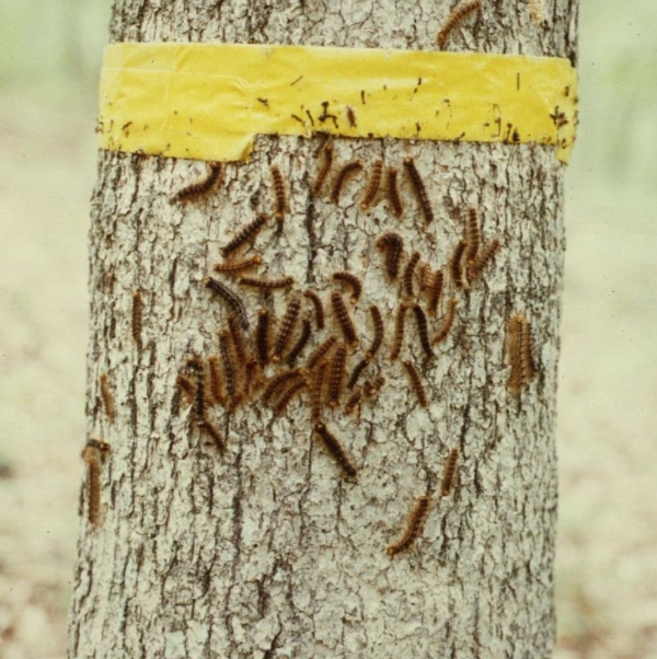 Gypsy Moth Caterpillars Once Again Attacking Trees In