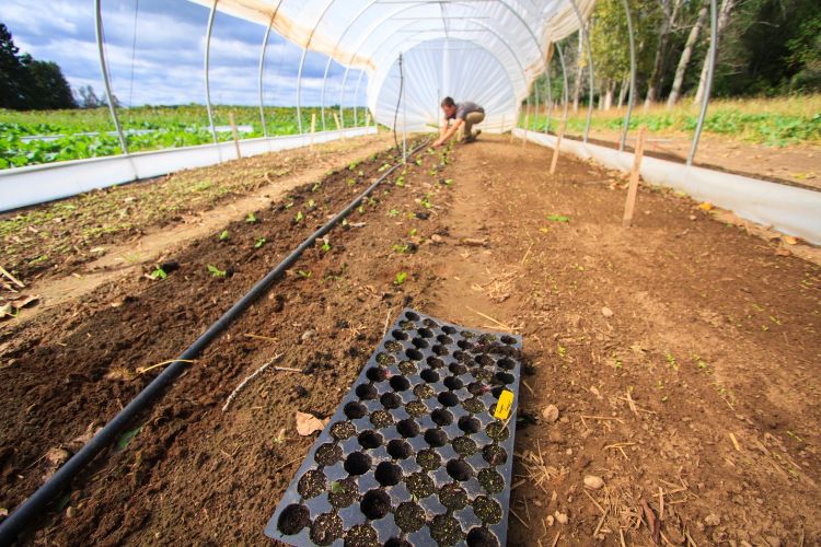 Transplant production will be one of the first workshop offerings – teaching farmers how to start vegetable crops early to get a jump start on the short Upper Peninsula growing season. | Michigan State University Extension