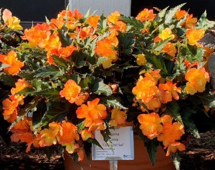 Begonia 'Costa Del Sol' is one of the Director's favorites in our Trial Gardens this year.