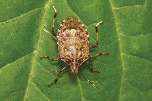 Brown Marmorated Stink Bugs: Stemming the tide of an invasive pest