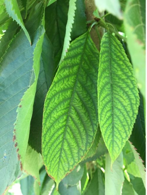 Apple foliage with a nutrient deficiency.