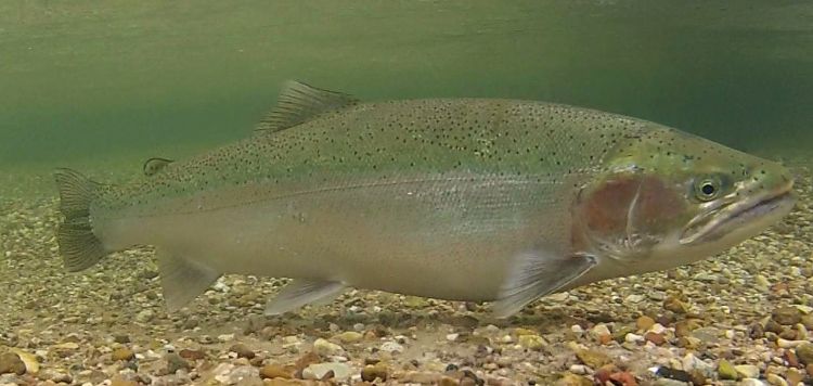 A steelhead fish